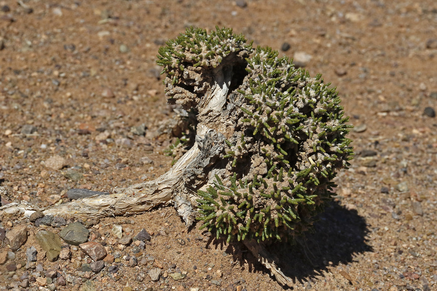 Image of Anabasis tianschanica specimen.