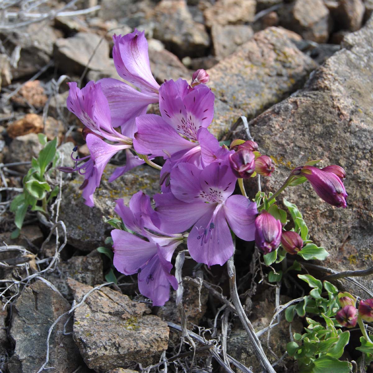 Изображение особи Alstroemeria paupercula.