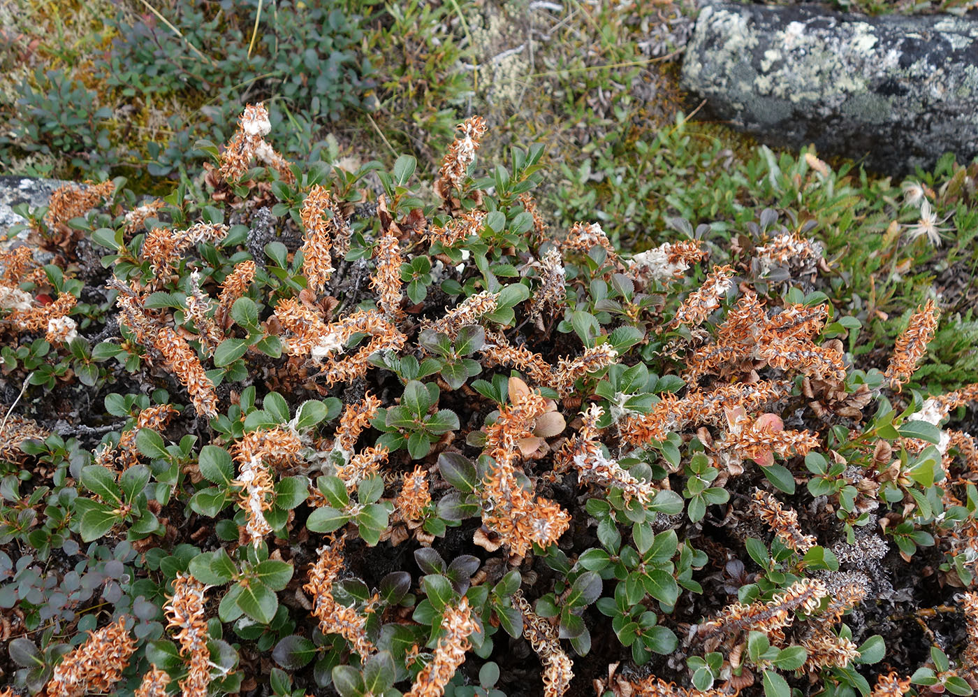 Image of Salix tschuktschorum specimen.