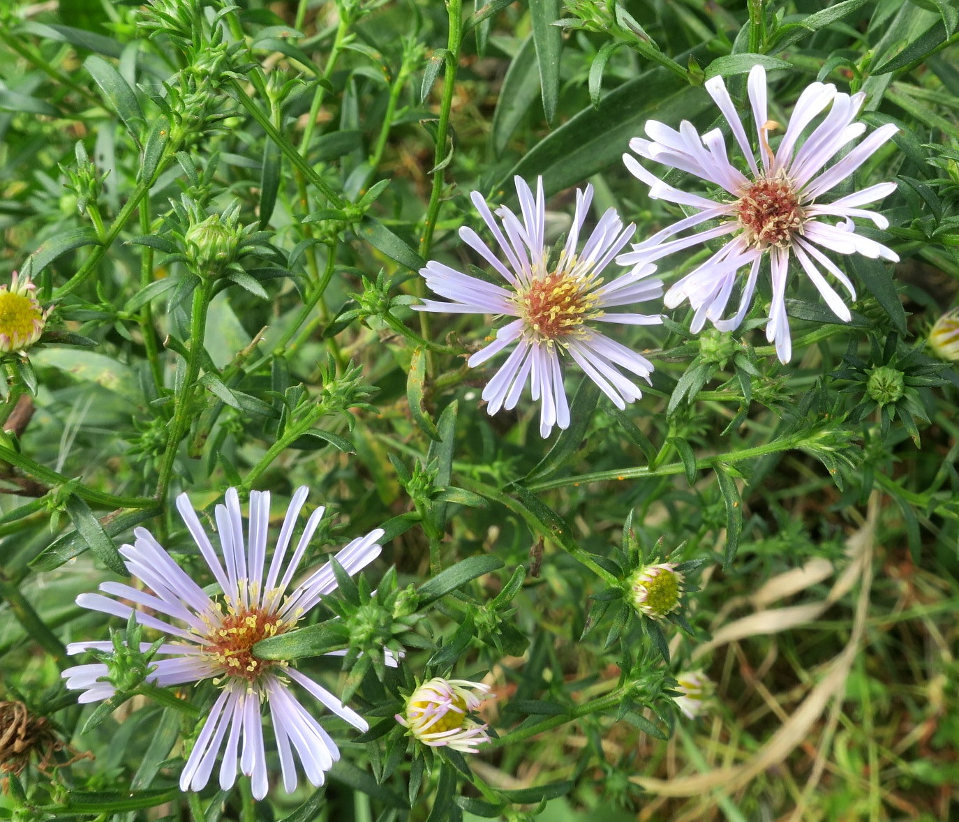 Изображение особи Symphyotrichum novi-belgii.