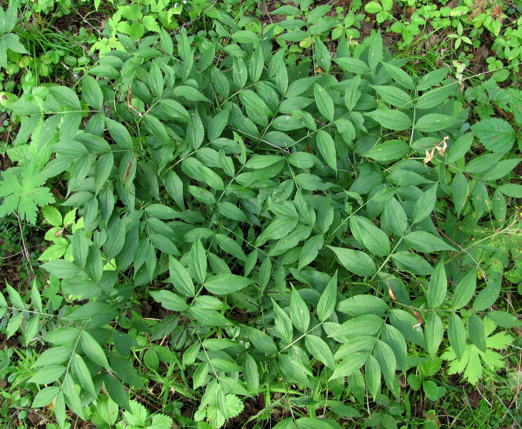 Image of Lathyrus vernus specimen.