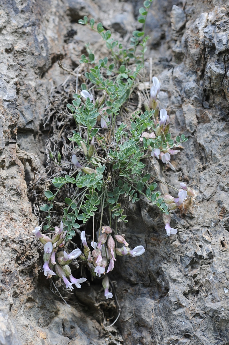 Изображение особи Astragalus abolinii.