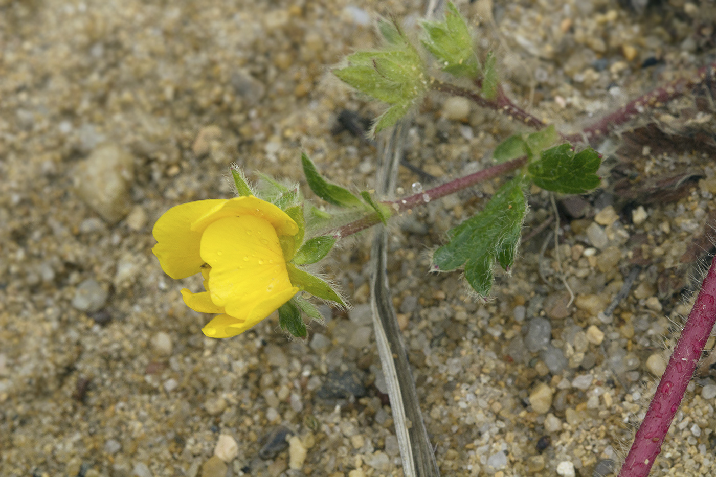 Изображение особи Potentilla stolonifera.