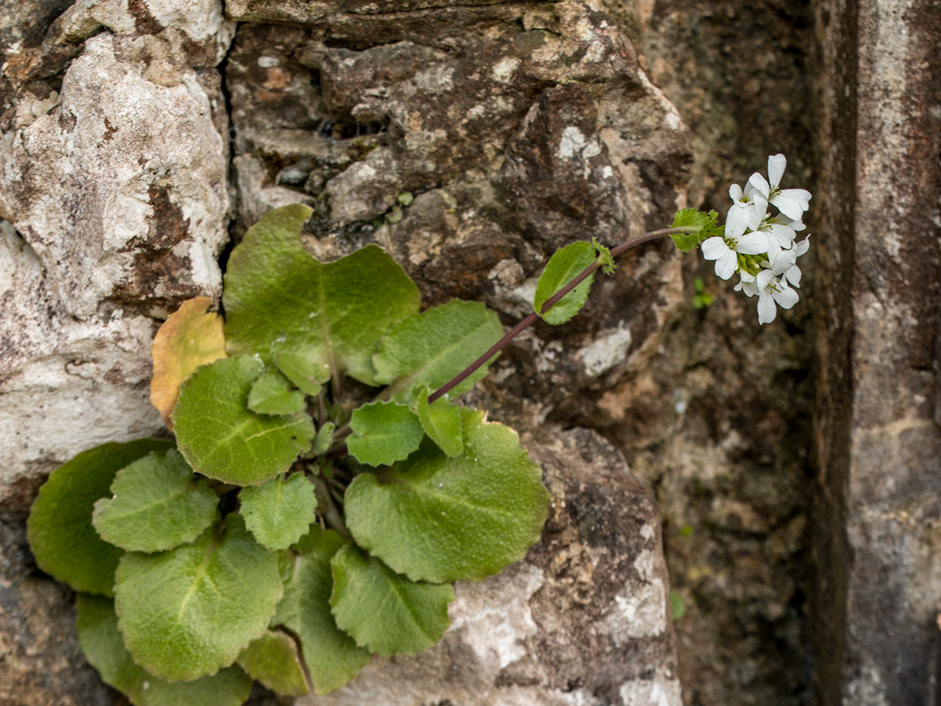 Изображение особи Arabis nordmanniana.