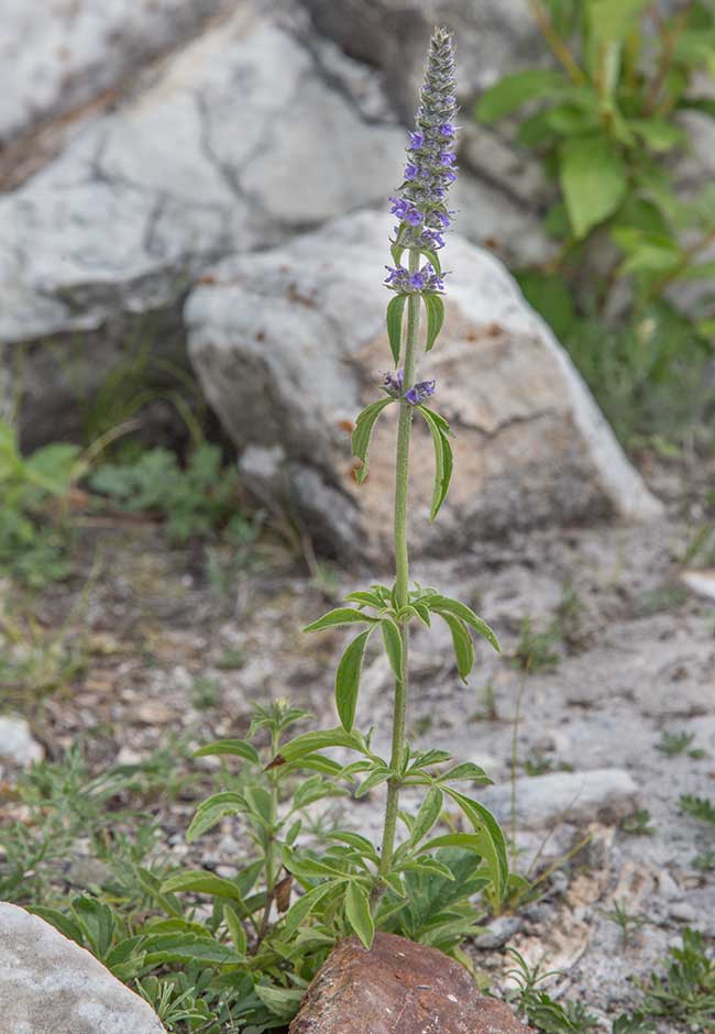 Изображение особи Schizonepeta multifida.