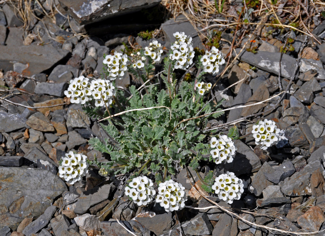 Image of Smelowskia calycina specimen.
