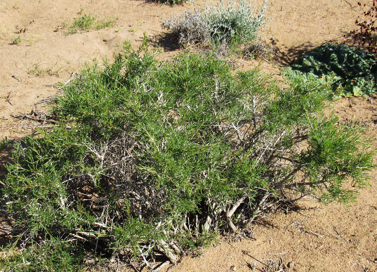 Image of genus Salsola specimen.