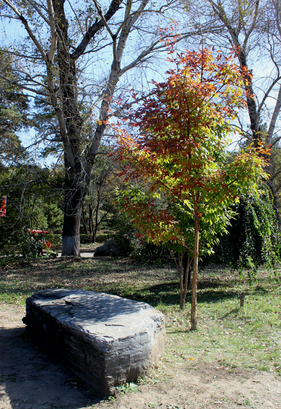 Image of Acer triflorum specimen.