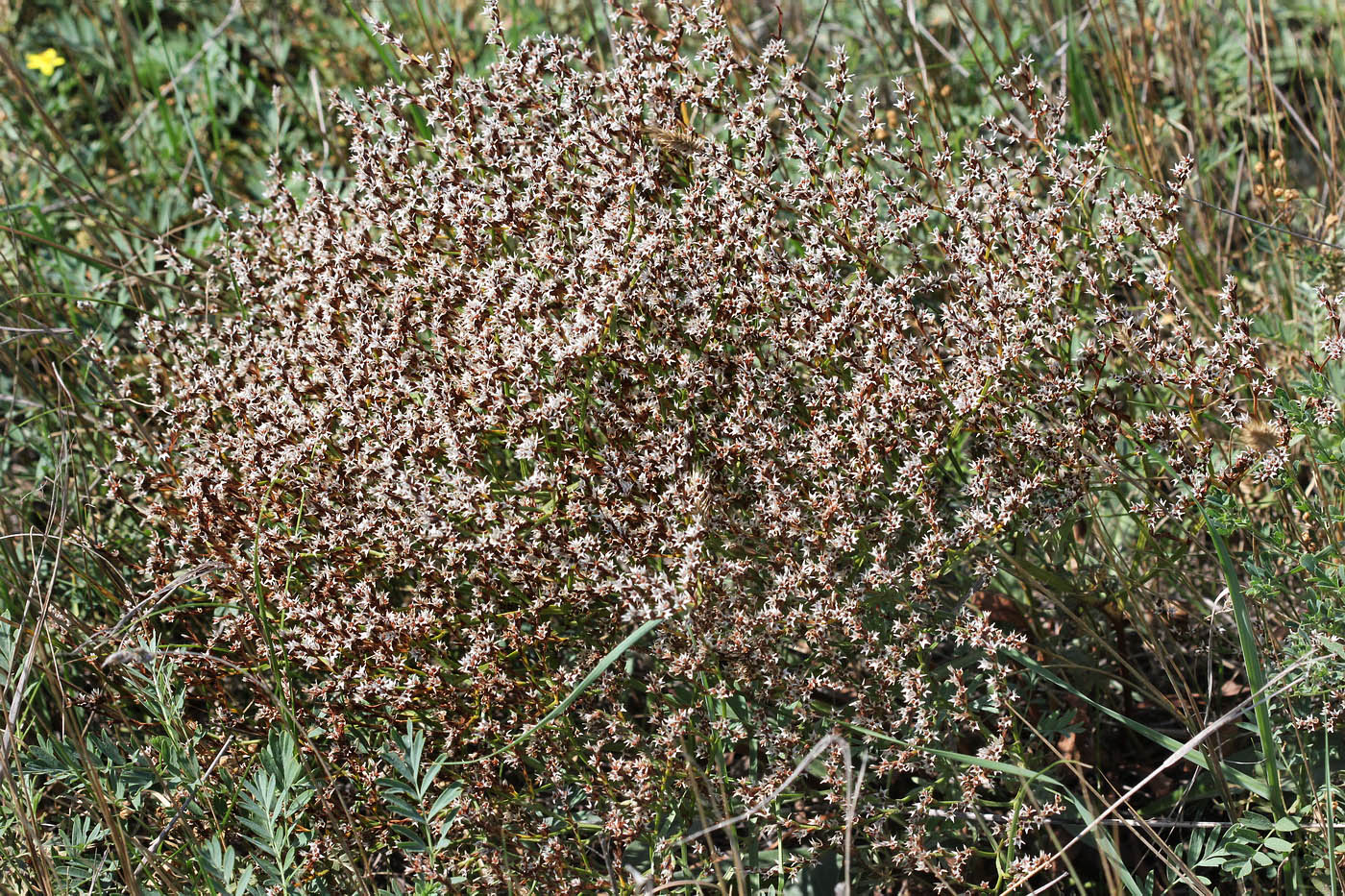 Изображение особи Goniolimon rubellum.