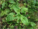 Rumex obtusifolius