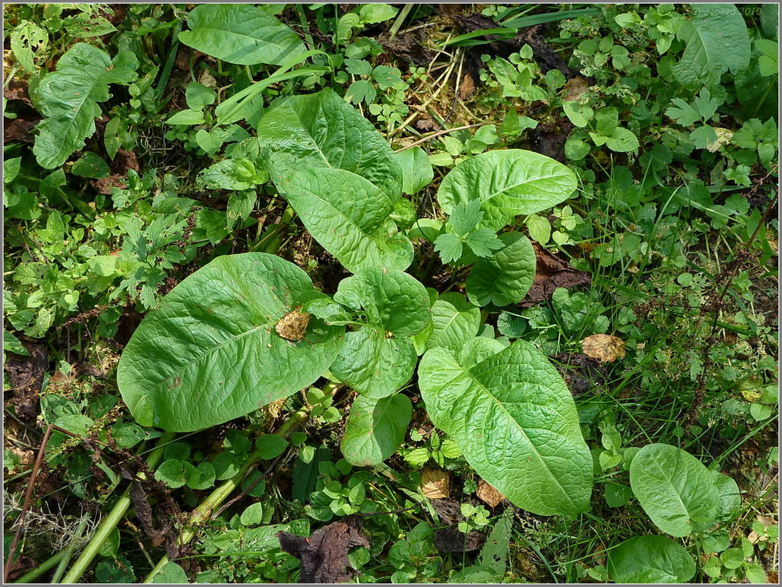 Image of Rumex obtusifolius specimen.