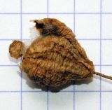 Image of taxon representative. Author is Анна Малыхина