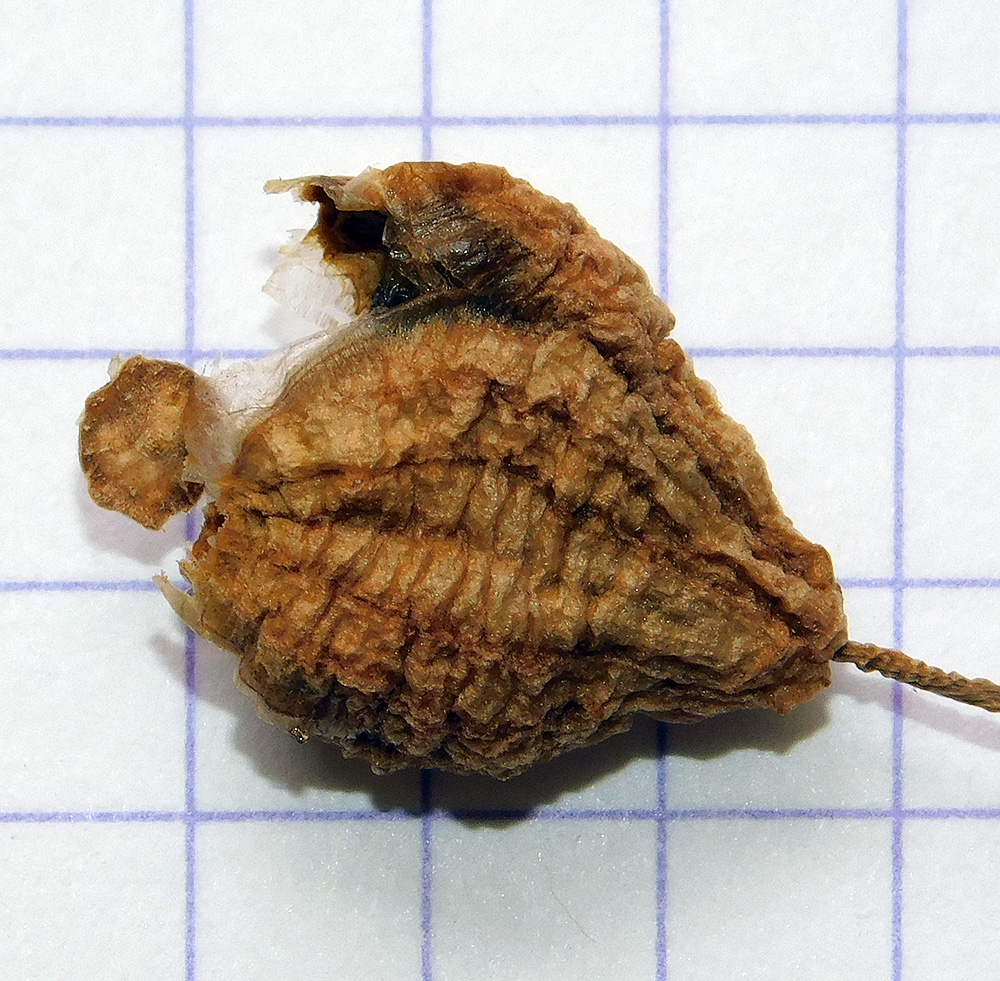 Image of Galanthus alpinus specimen.