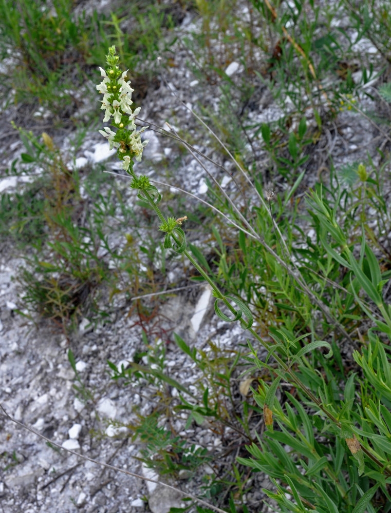 Image of Stachys recta specimen.