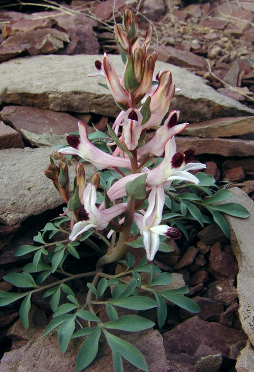 Image of Corydalis schanginii specimen.