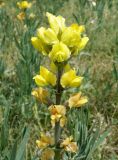 Thermopsis turkestanica. Верхушка соцветия. Кыргызстан, Иссык-Кульская обл., окр. с. Ананьева, дорога к радоновым источникам Таш-Суу, луг. 01.06.2019.