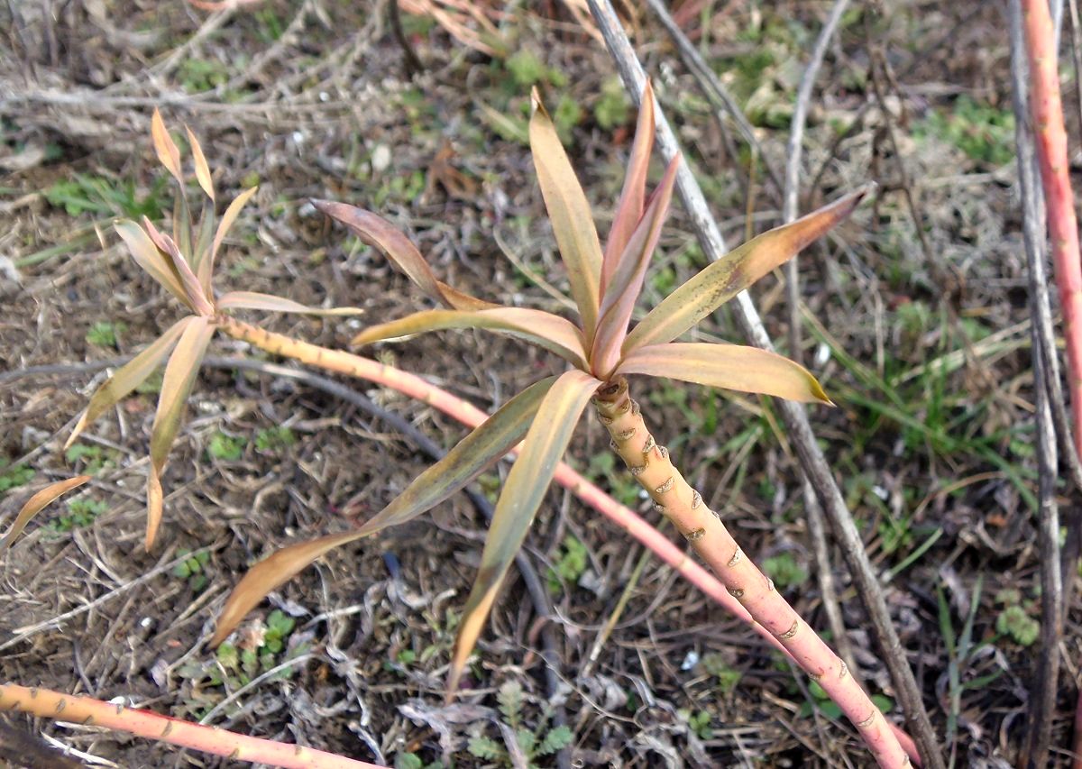 Изображение особи Euphorbia virgata.