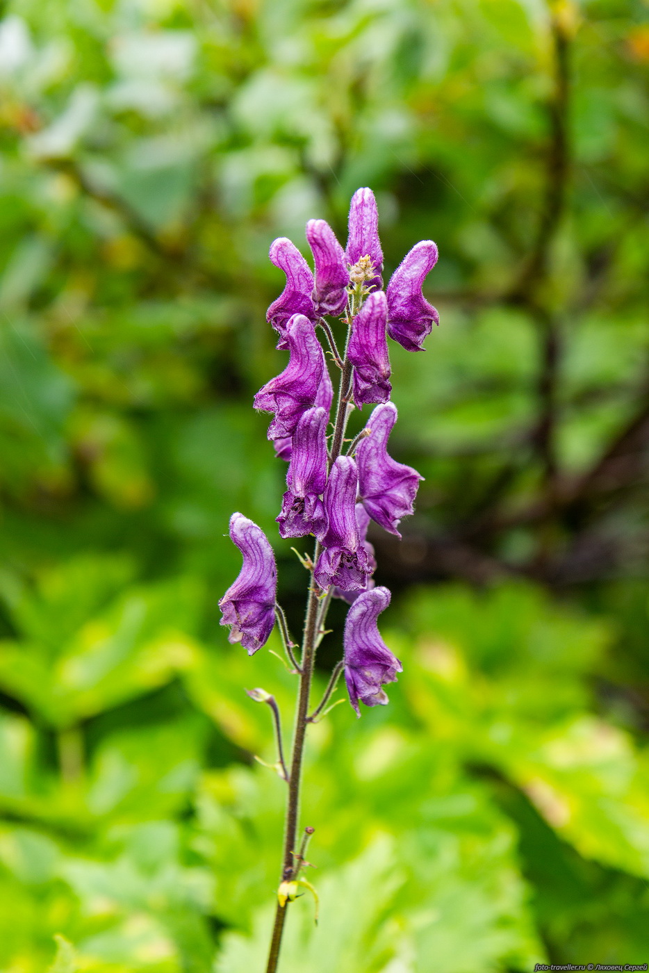 Изображение особи Aconitum septentrionale.