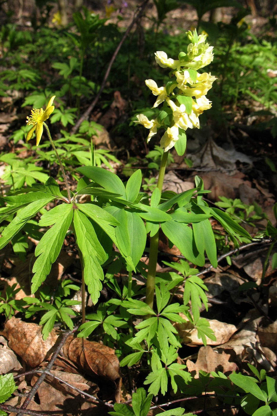 Image of Corydalis marschalliana specimen.