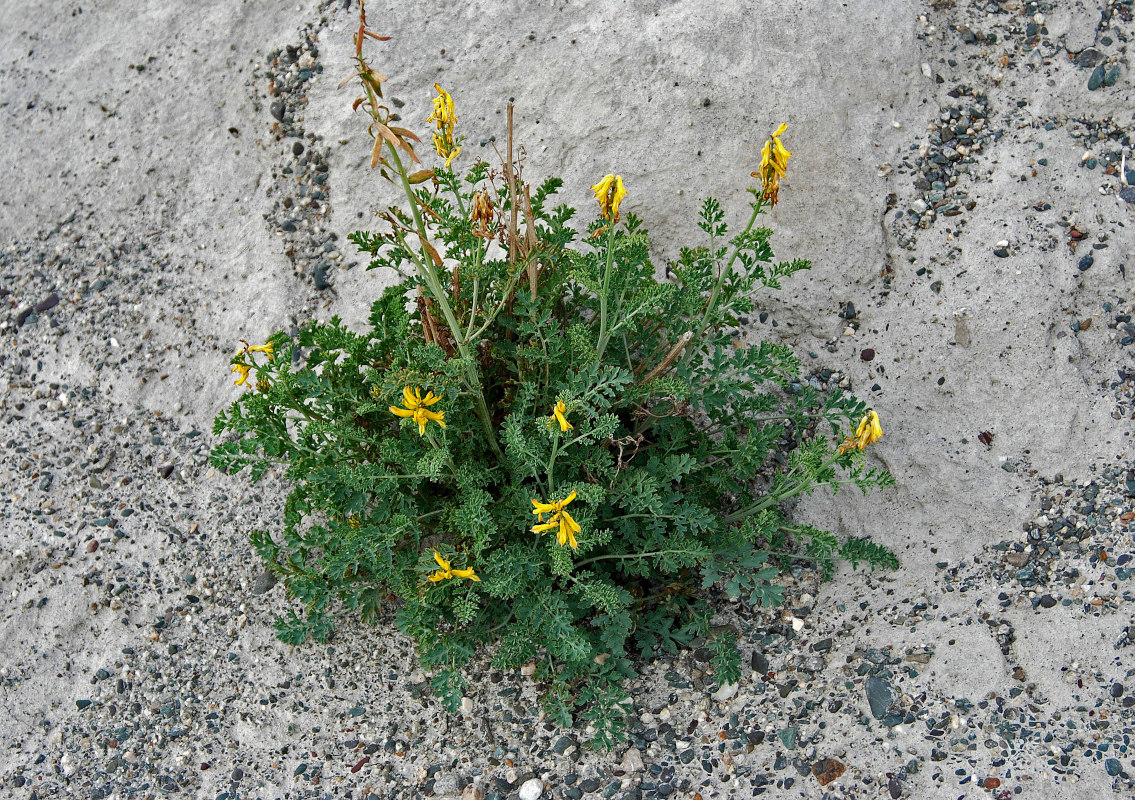 Изображение особи Corydalis stricta.