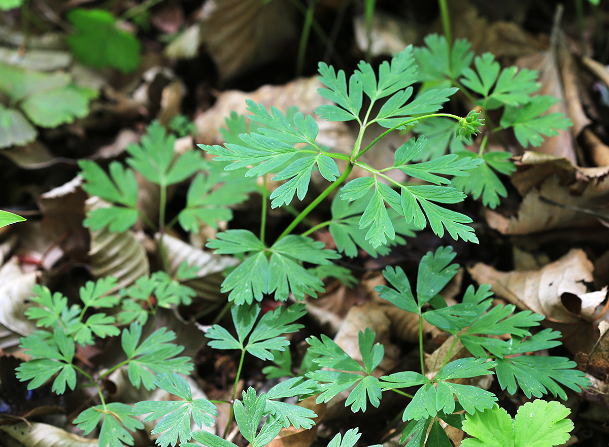 Изображение особи Anemone amurensis.