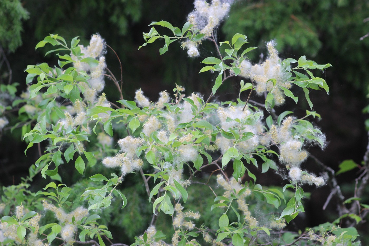 Image of genus Salix specimen.