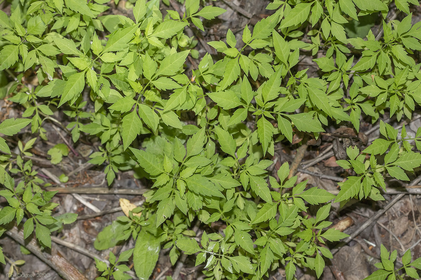 Image of Bidens frondosa specimen.
