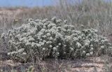 Teucrium capitatum. Цветущее растение. Крым, Арабатская стрелка, сообщество псаммофитов. 28 июня 2020 г.