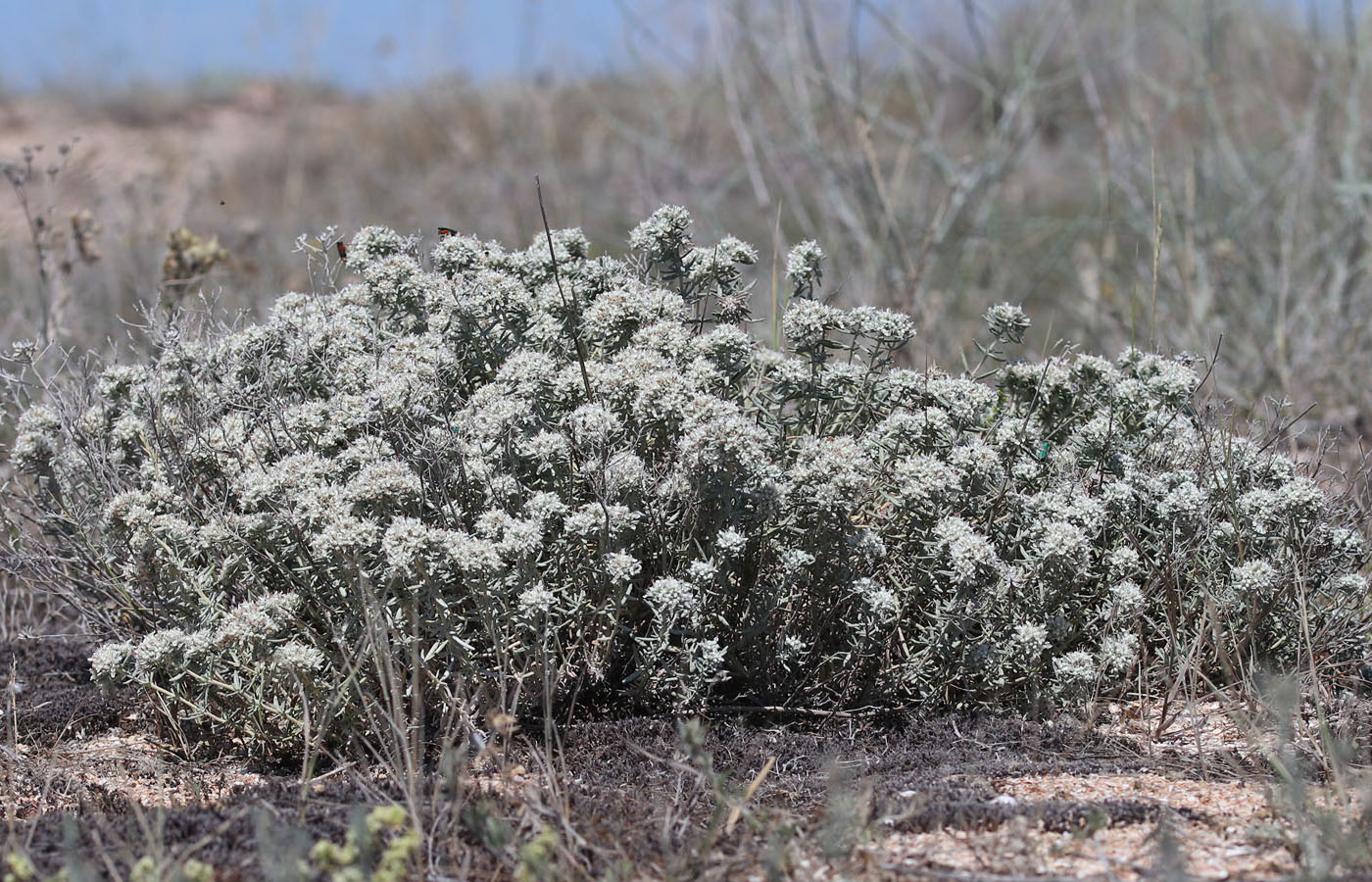 Изображение особи Teucrium capitatum.