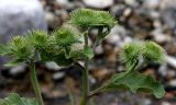 Arctium leiospermum. Верхушки веточек с развивающимися соцветиями. Казахстан, Туркестанская обл., хр. Таласский Алатау, 1845 м н.у.м., на каменистой тропе около родника. 05.07.2020.