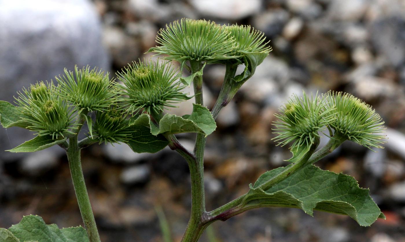 Изображение особи Arctium leiospermum.