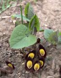 Aristolochia steupii