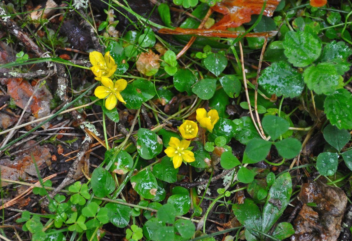 Image of Lysimachia nummularia specimen.