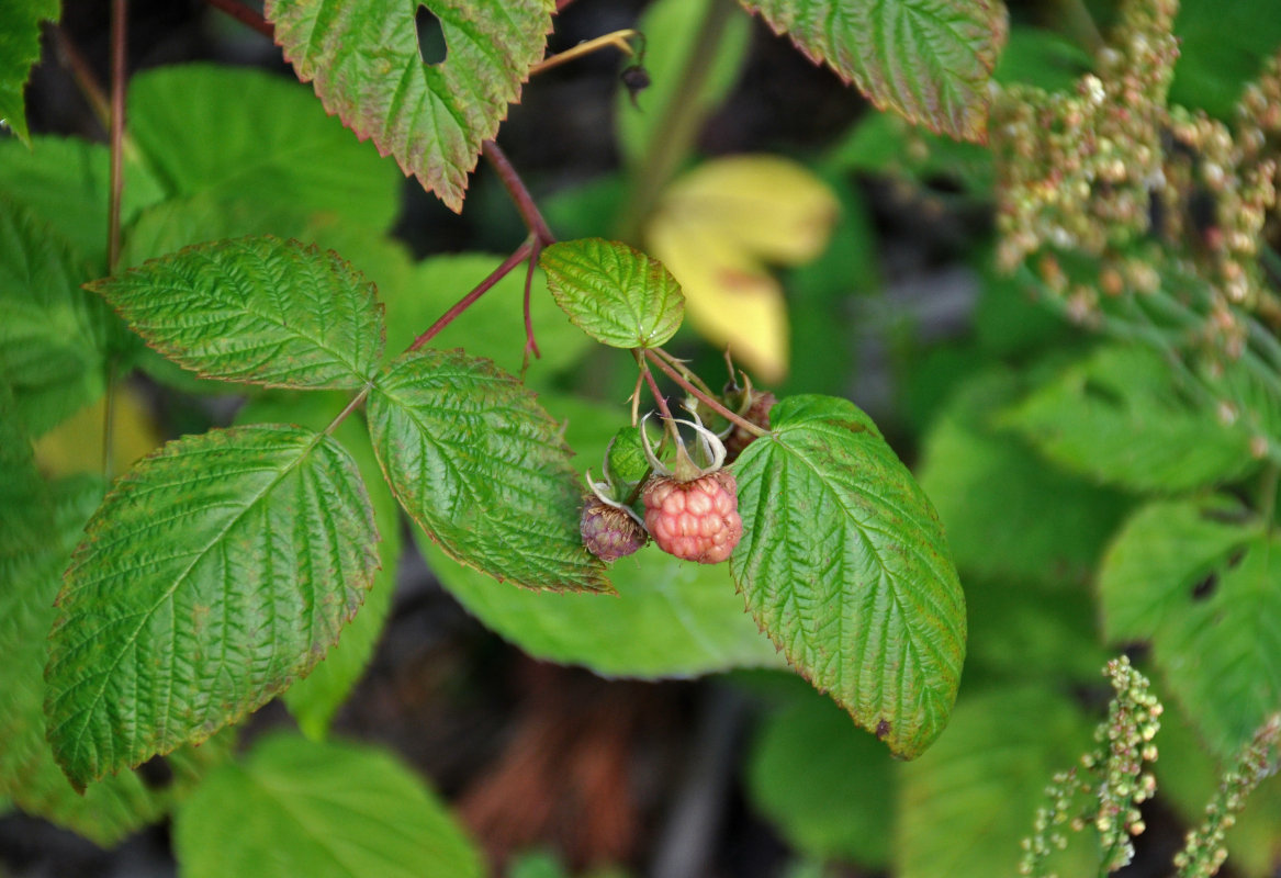 Image of Rubus idaeus specimen.