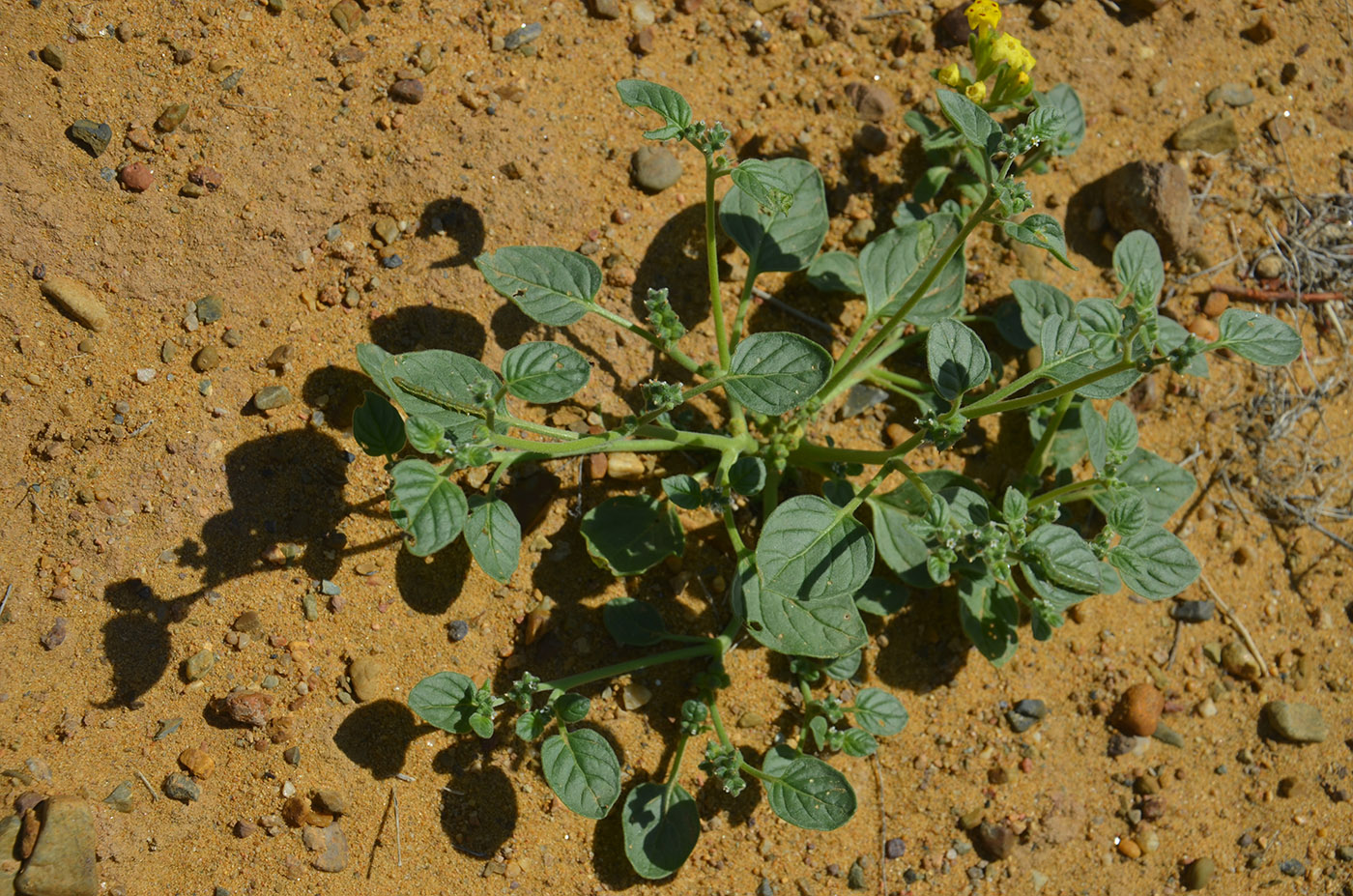 Image of Heliotropium ellipticum specimen.