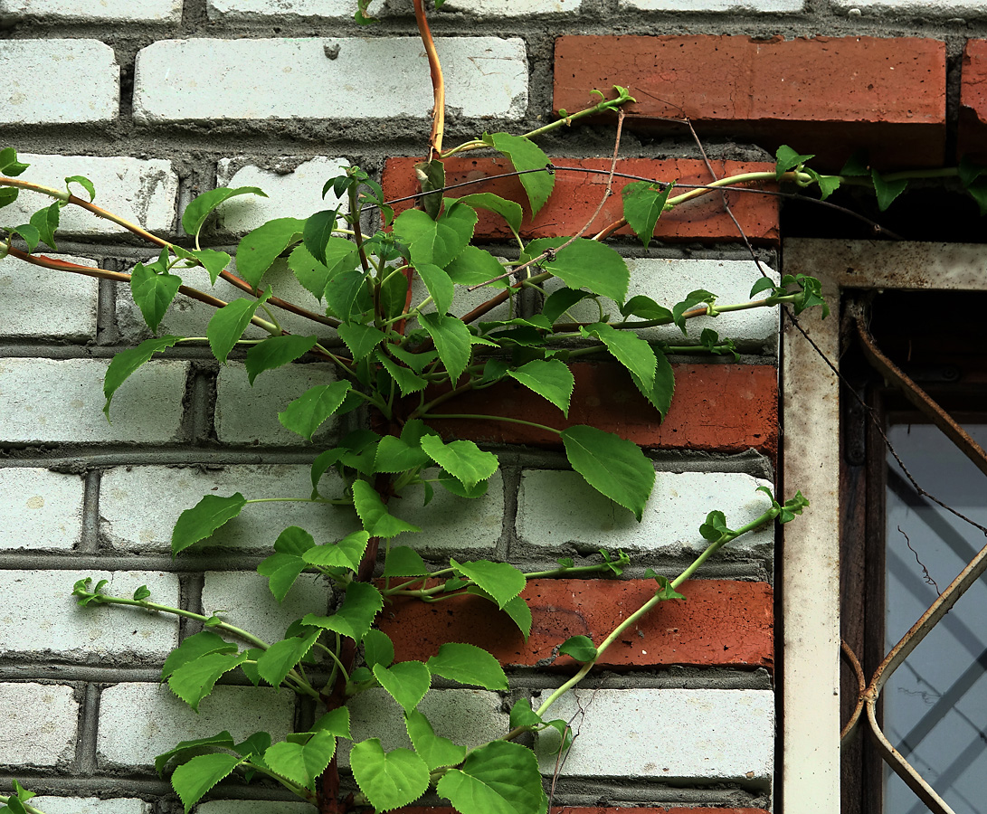 Изображение особи Hydrangea petiolaris.