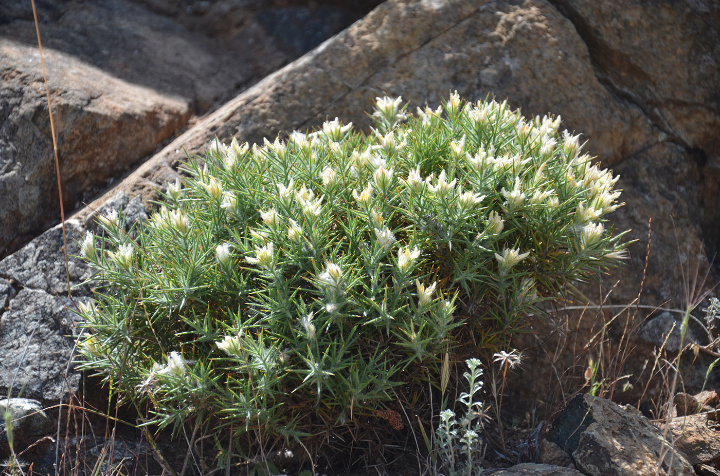 Image of Genista hirsuta ssp. lanuginosa specimen.