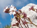 Silene dianthoides. Верхушки побегов с цветками и бутонами. Адыгея, Кавказский биосферный заповедник, северо-восточный склон горы Оштен, ≈ 2400 м н.у.м., альпийский луг. 18.07.2015.