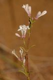 Asperula diminuta