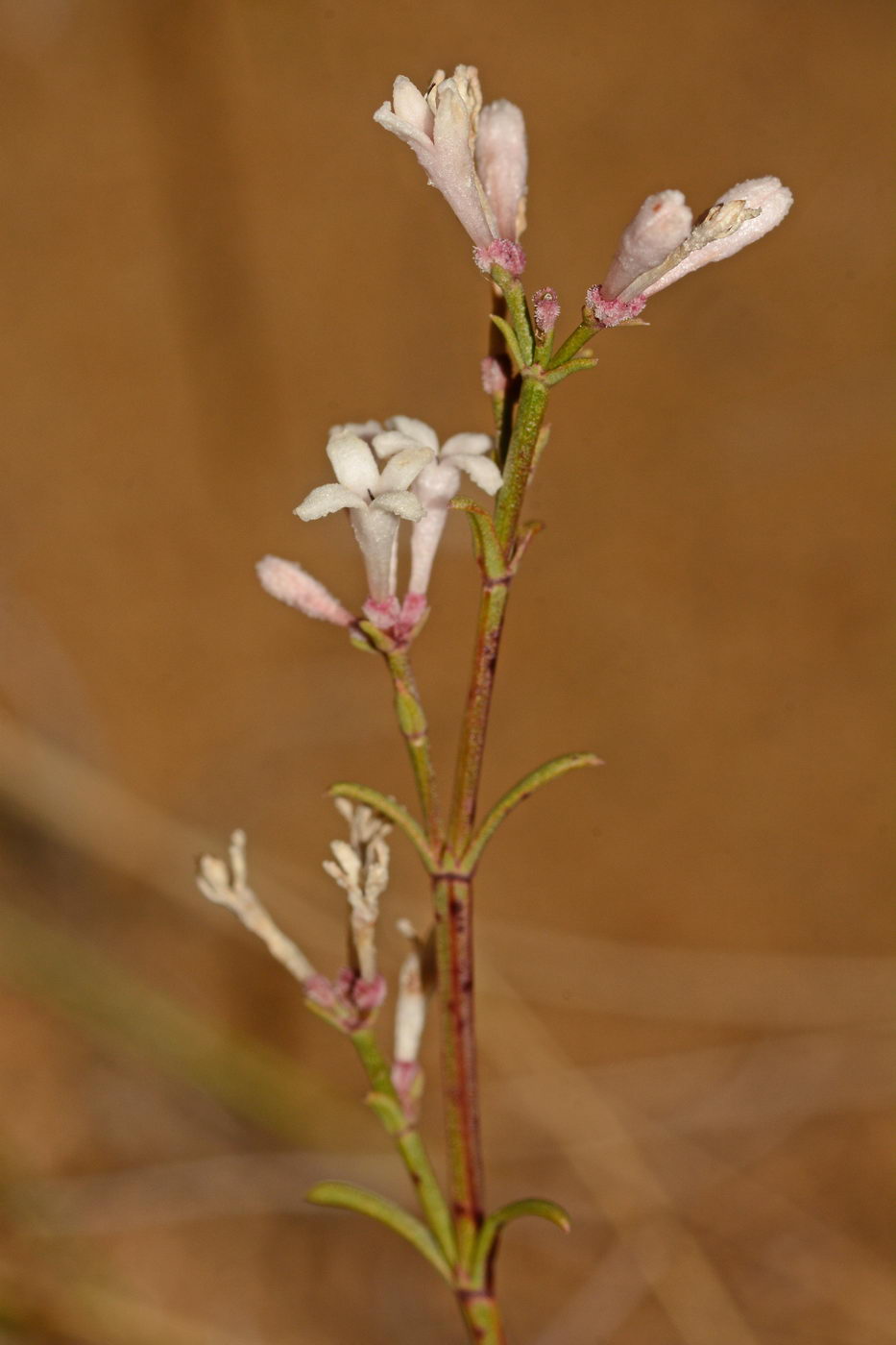 Изображение особи Asperula diminuta.