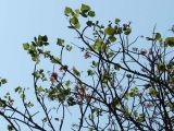 Erythrina velutina