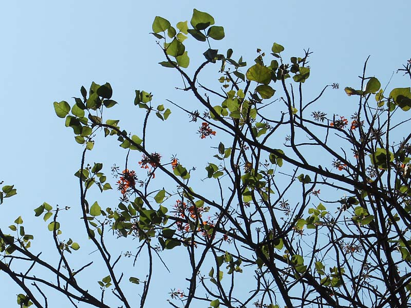 Image of Erythrina velutina specimen.