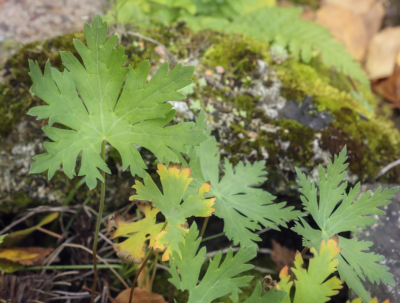 Изображение особи род Geranium.