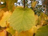 Corylus avellana