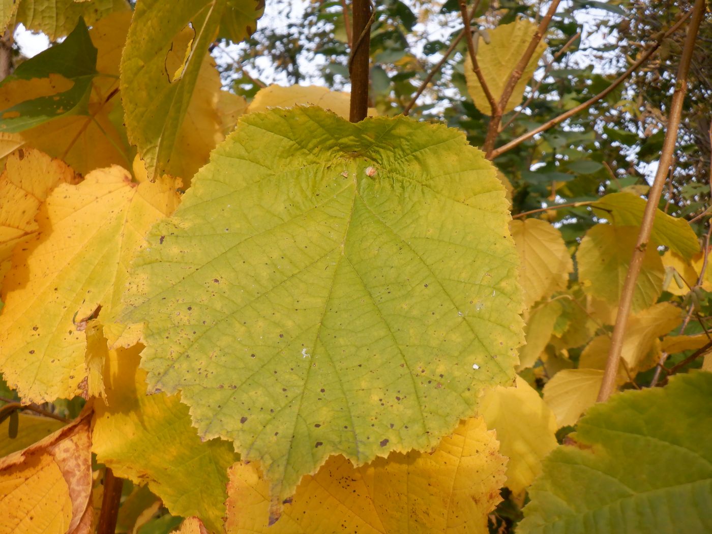 Image of Corylus avellana specimen.