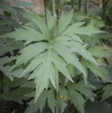 Rudbeckia laciniata