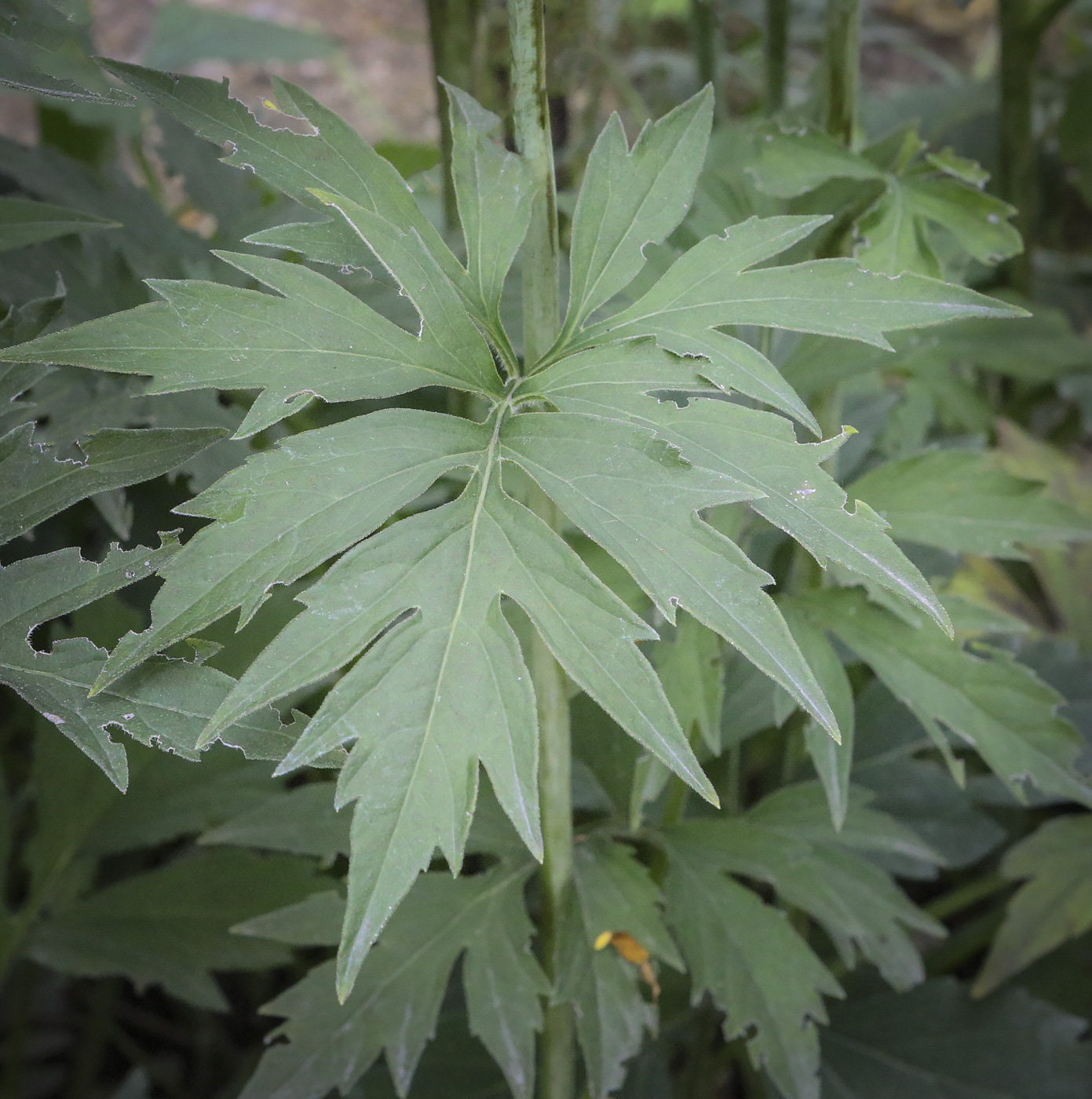 Image of Rudbeckia laciniata specimen.