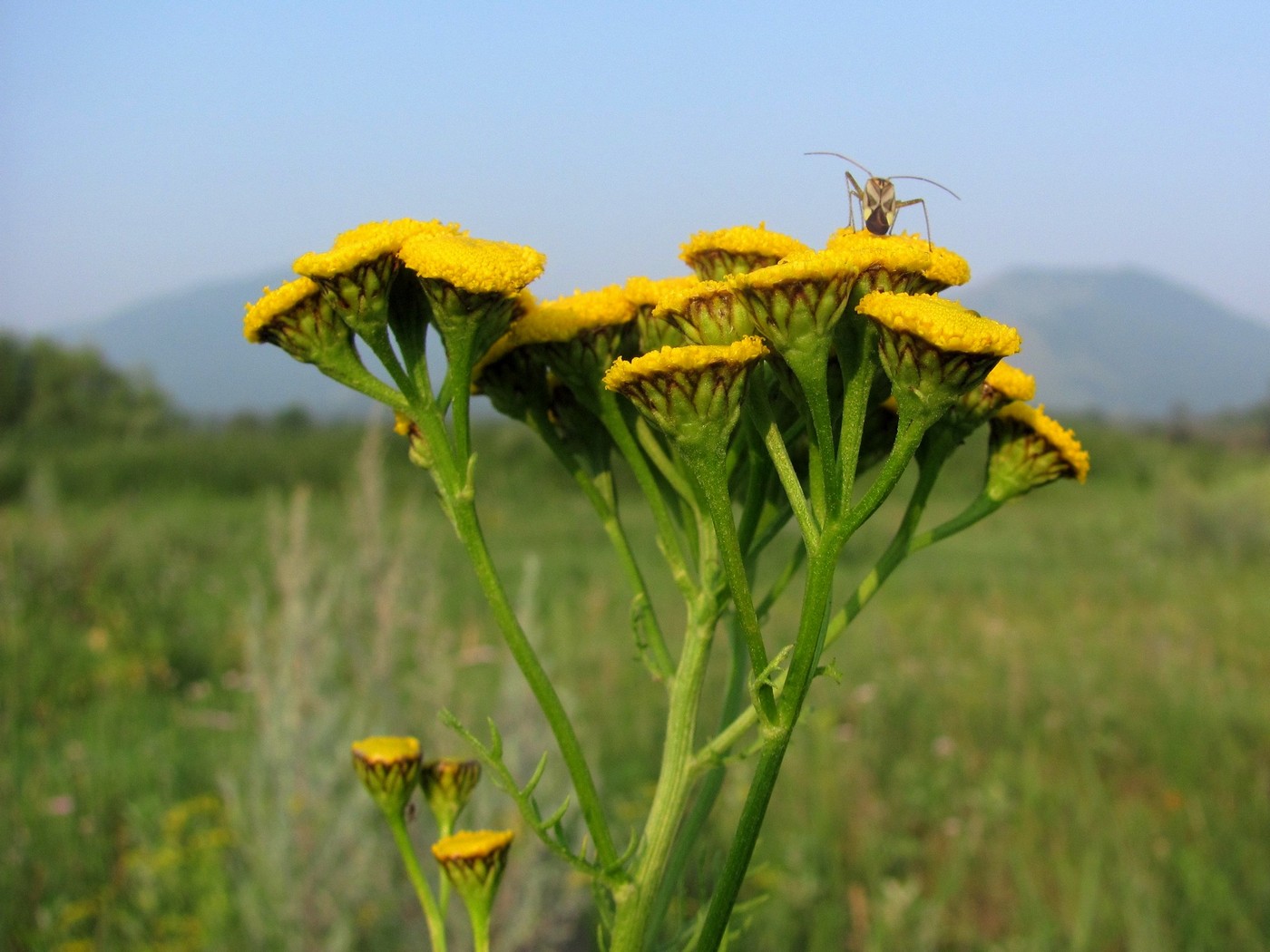 Image of Tanacetum boreale specimen.