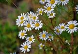 Tripleurospermum inodorum