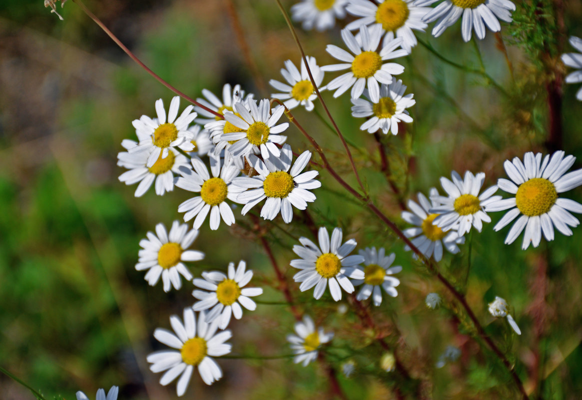 Изображение особи Tripleurospermum inodorum.